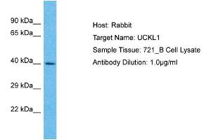Host: Rabbit Target Name: UCKL1 Sample Type: 721_B Whole cell lysates Antibody Dilution: 1. (UCKL1 anticorps  (N-Term))