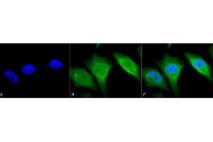 Immunocytochemistry/Immunofluorescence analysis using Rabbit Anti-Calnexin-CT Polyclonal Antibody (ABIN361782 and ABIN361783). (Calnexin anticorps  (C-Term))