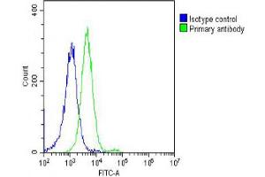 Overlay histogram showing Hela cells stained with Antibody (green line). (DNM2 anticorps  (AA 213-247))