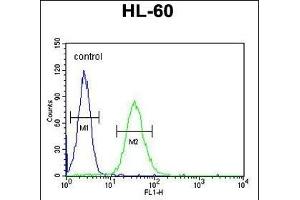 CD80 Antibody (C-term) (ABIN651210 and ABIN2840132) flow cytometric analysis of HL-60 cells (right histogram) compared to a negative control cell (left histogram).