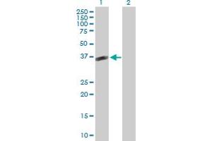 Western Blot analysis of POMC expression in transfected 293T cell line by POMC MaxPab polyclonal antibody.