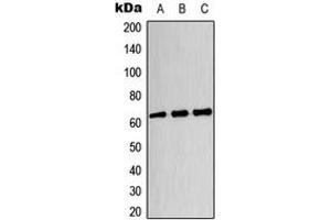 Western blot analysis of CRMP3 expression in HeLa (A), U87MG (B), HT29 (C) whole cell lysates. (DPYSL4 anticorps  (Center))