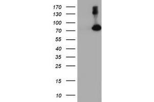 Western Blotting (WB) image for anti-F-Box Protein 21 (FBXO21) antibody (ABIN1498236) (FBXO21 anticorps)