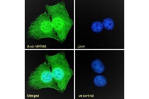 (ABIN185362) Immunofluorescence analysis of paraformaldehyde fixed U2OS cells, permeabilized with 0.