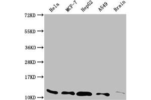 Western Blot Positive WB detected in: Hela whole cell lysate, MCF-7 whole cell lysate, HepG2 whole cell lysate, A549 whole cell lysate, Rat brain tissue All lanes: TXN antibody at 1:2000 Secondary Goat polyclonal to rabbit IgG at 1/50000 dilution Predicted band size: 10, 12 kDa Observed band size: 12 kDa (Recombinant TXN anticorps)