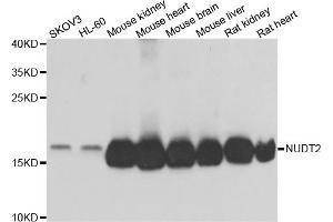 Western blot analysis of extracts of various cell lines, using NUDT2 antibody. (NUDT2 anticorps)