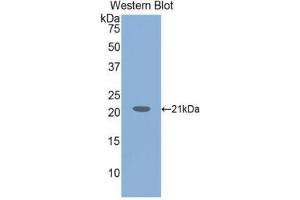 Western Blotting (WB) image for anti-Von Willebrand Factor (VWF) (AA 1498-1665) antibody (ABIN1078669) (VWF anticorps  (AA 1498-1665))
