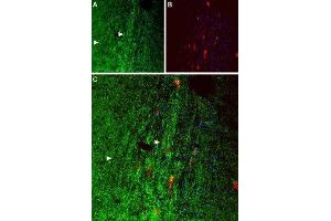Expression of OX1R in mouse septumImmunohistochemical staining paraffin-fixed frozen sections using Anti-Orexin Receptor 1 Antibody (ABIN7043285, ABIN7044883 and ABIN7044884), (1:50). (Hypocretin (Orexin) Receptor 1 (HCRTR1) Peptide)