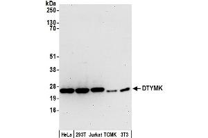 Western Blotting (WB) image for anti-Deoxythymidylate Kinase (Thymidylate Kinase) (DTYMK) (AA 162-212) antibody (ABIN7452602)