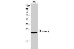 Western Blotting (WB) image for anti-Recoverin (RCVRN) (Internal Region) antibody (ABIN3177175) (Recoverin anticorps  (Internal Region))