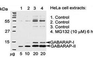 Western blot testing of GABARAP antibody and Hela cells treated with 26S proteasome complex blocker MG132. (GABARAP anticorps  (AA 1-30))