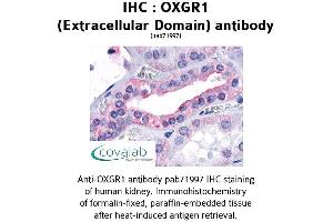 Image no. 1 for anti-Oxoglutarate (Alpha-Ketoglutarate) Receptor 1 (OXGR1) (3rd Extracellular Domain) antibody (ABIN1737721) (OXGR1 anticorps  (3rd Extracellular Domain))