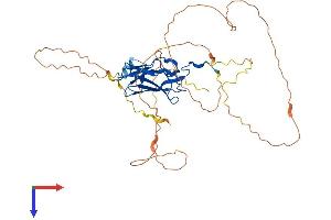 AlphaFold protein structure predicition of Mouse Recombinant Runx3 Protein, UniprotID Q64131