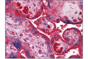 Immunohistochemistry (IHC) image for anti-Apolipoprotein A-II (APOA2) (AA 1-101) antibody (ABIN614396)