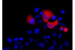 Anti-SHH mouse monoclonal antibody (ABIN2452357) immunofluorescent staining (Red) of COS7 cells transiently transfected by pCMV6-ENTRY SHH (RC222175). (Sonic Hedgehog anticorps  (AA 24-197))