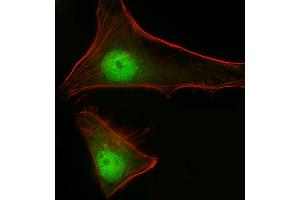 Immunofluorescent analysis of 4 % paraformaldehyde-fixed, 0.
