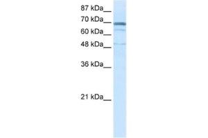 Western Blotting (WB) image for anti-Zinc Finger Protein 614 (ZNF614) antibody (ABIN2461064) (ZNF614 anticorps)