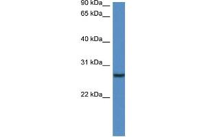 WB Suggested Anti-Clec1b Antibody   Titration: 1. (C-Type Lectin Domain Family 1, Member B (CLEC1B) (N-Term) anticorps)