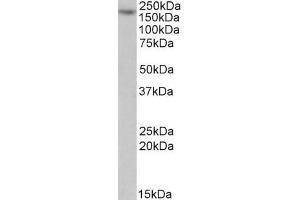ABIN571223 (1µg/ml) staining of Jurkat lysate (35µg protein in RIPA buffer). (MYO5A anticorps  (Internal Region))