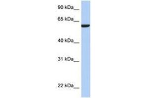 Image no. 1 for anti-Adhesion Molecule with Ig-Like Domain 3 (AMIGO3) (N-Term) antibody (ABIN6743924) (AMIGO3 anticorps  (N-Term))
