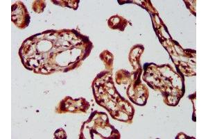 IHC image of ABIN7157491 diluted at 1:400 and staining in paraffin-embedded human placenta tissue performed on a Leica BondTM system.