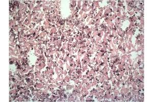 F4/80 expression on macrophages in mouse liver. (F4/80 anticorps  (FITC))