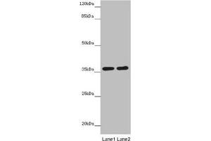 Western blot All lanes: GNB1L antibody at 3. (GNB1L anticorps  (AA 1-327))