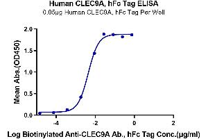 Immobilized Human CLEC9A, hFc Tag at 0.