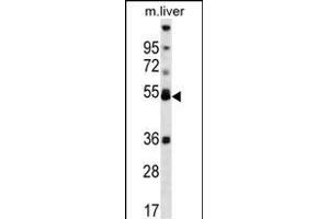ARA Antibody (Center) (ABIN656834 and ABIN2846044) western blot analysis in mouse liver tissue lysates (35 μg/lane). (PPARA anticorps  (AA 153-181))