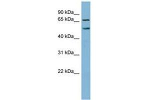 Image no. 1 for anti-K(lysine) Acetyltransferase 8 (KAT8) (N-Term) antibody (ABIN6741760) (MYST1 anticorps  (N-Term))