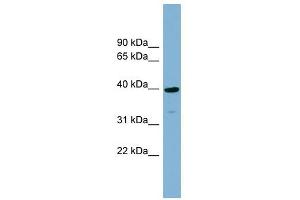 CRTAP antibody used at 1 ug/ml to detect target protein. (CRTAP anticorps  (N-Term))