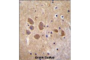 AP1M1 Antibody immunohistochemistry analysis in formalin fixed and paraffin embedded human brain tissue followed by peroxidase conjugation of the secondary antibody and DAB staining.