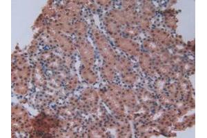 IHC-P analysis of Mouse Kidney Tissue, with DAB staining. (GCKR anticorps  (AA 17-261))