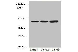 Western blot All lanes: LFNGantibody at 4. (LFNG anticorps  (AA 1-250))