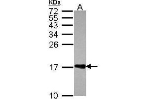 WB Image Sample (30 ug of whole cell lysate) A: JurKat 15% SDS PAGE antibody diluted at 1:1000 (H2AFZ anticorps  (N-Term))