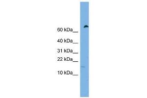 IFITM5 antibody used at 0. (IFITM5 anticorps  (Middle Region))