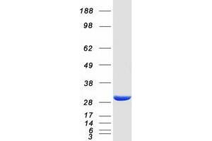 Validation with Western Blot