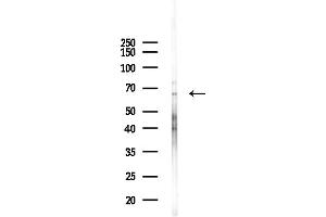 anti-Anaphase Promoting Complex Subunit 7 (ANAPC7) (C-Term) antibody