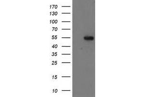 Western Blotting (WB) image for anti-Glucosidase, Beta, Acid 3 (Cytosolic) (GBA3) (AA 1-150), (AA 370-469) antibody (ABIN1490583) (GBA3 anticorps  (AA 1-150, AA 370-469))