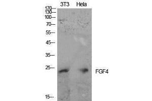Western Blotting (WB) image for anti-Fibroblast Growth Factor 4 (FGF4) (Internal Region) antibody (ABIN3178898) (FGF4 anticorps  (Internal Region))