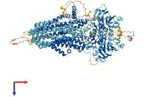 AlphaFold protein structure predicition of Mouse Recombinant Abcc12 Protein, UniprotID Q80WJ6