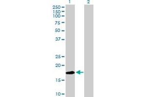 Western Blot analysis of LY96 expression in transfected 293T cell line by LY96 MaxPab polyclonal antibody. (LY96 anticorps  (AA 1-160))