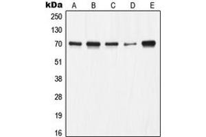 Western blot analysis of Ku70 expression in A549 (A), HeLa (B), A673 (C), Jurkat (D), COS7 (E) whole cell lysates.