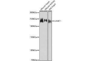 Western blot analysis of extracts of various cell lines, using L antibody (ABIN7268186) at 1:3000 dilution. (Laminin gamma 1 anticorps  (AA 1300-1609))