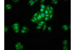 Immunofluorescence staining of HepG2 cells with ABIN7143578 at 1:200, counter-stained with DAPI. (AFG1-Like ATPase (AFG1L) (AA 14-313) anticorps)