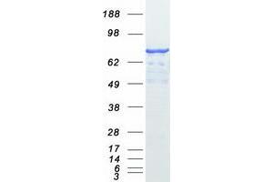 Validation with Western Blot
