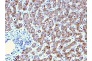 Formalin-fixed, paraffin-embedded human Liver stained with Prohibitin Mouse Monoclonal Antibody (PHB/3193).