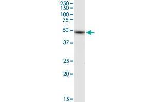 ALLC MaxPab rabbit polyclonal antibody.