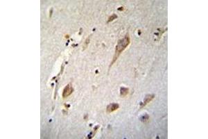 Immunohistochemistry analysis in formalin fixed and paraffin embedded human brain tissue reacted with NXNL2 Antibody (Center) followed by peroxidase conjugation of the secondary antibody and DAB staining. (NXNL2 anticorps  (Middle Region))