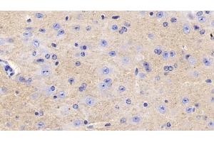 Detection of CD90 in Mouse Cerebrum Tissue using Polyclonal Antibody to Cluster of Differentiation 90 (CD90) (CD90 anticorps  (AA 20-131))